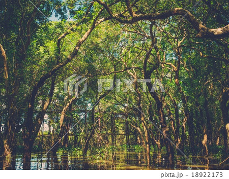 Flooded trees in mangrove rain forest. Kampong Phluk village. Cambodia 18922173