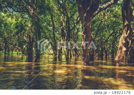 Flooded trees in mangrove rain forest. Kampong Phluk village. Cambodia 18922176