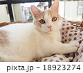 マンチカン 18923274