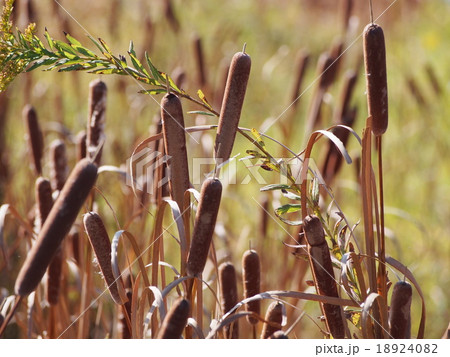 蒲の穂　蒲　ガマ　がま 18924082