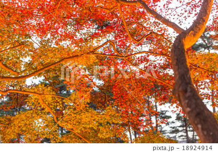 紅葉 紅葉 18924914