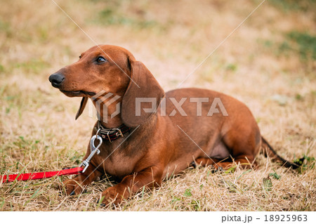 Brown Red Dachshund Dog play outdoors 18925963