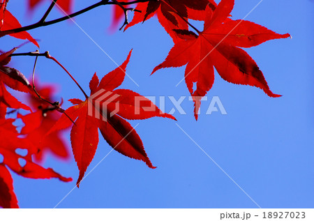 青空ともみじ 18927023