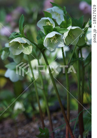 クリスマスローズ ヘレボルス・ニゲル 初雪起こし クリスマスローズ ヘレボルス・ニゲル 初雪起こし 18927029