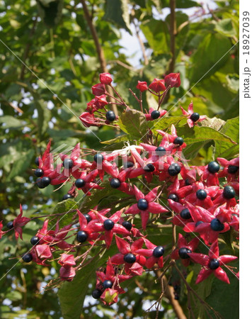 色づくクサギ（臭木）の実 18927039