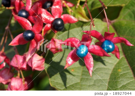 色づくクサギ（臭木）の実 18927044