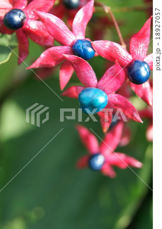 色づくクサギ（臭木）の実 18927057