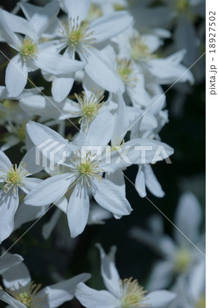 クレマチス　アーマンディ 18927502