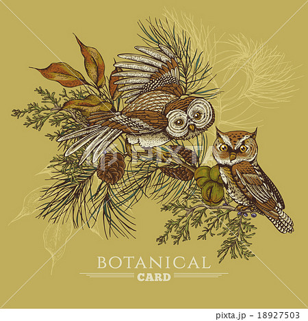 Forest greeting card with owls, spruce and fir Forest greeting card with owls, spruce and fir 18927503