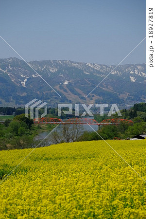 飯山菜の花と大関橋(縦) 飯山菜の花と大関橋(縦) 18927819
