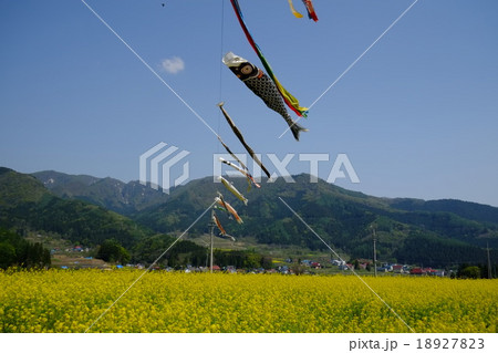飯山菜の花と鯉のぼり(横下) 飯山菜の花と鯉のぼり(横下) 18927823