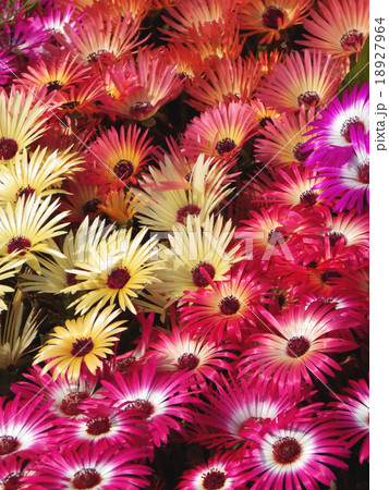 リビングストーンデイジー 18927964