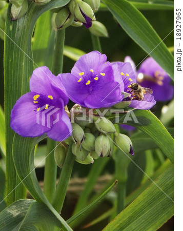 ミツバチとムラサキツユクサ 18927965