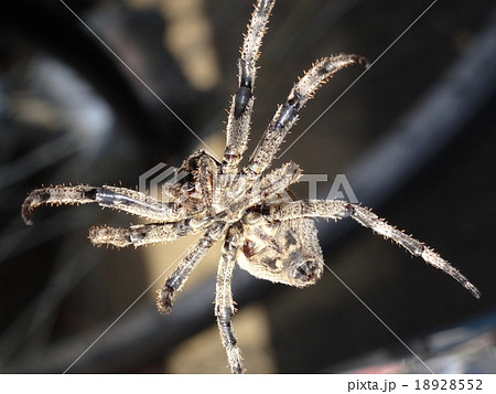 オニグモ 18928552