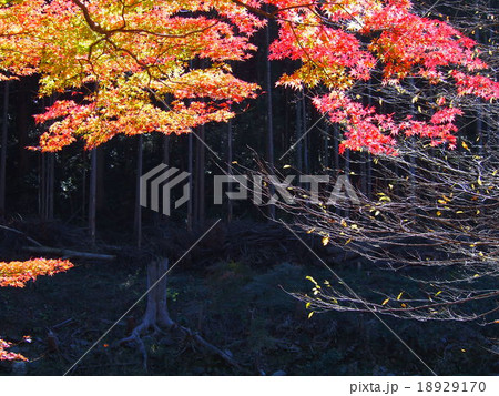 紅葉 紅葉 18929170