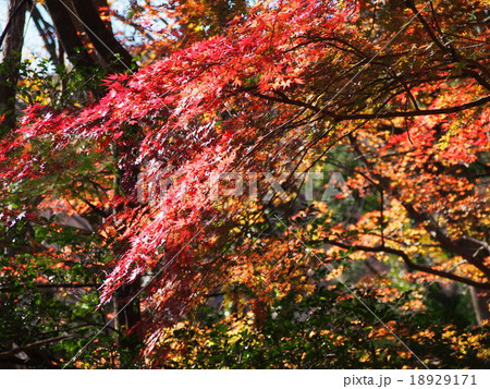 紅葉 紅葉 18929171