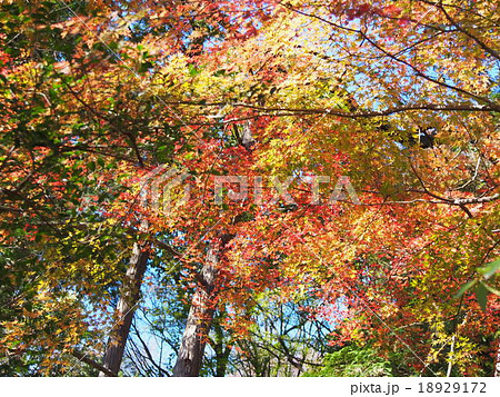 紅葉 紅葉 18929172