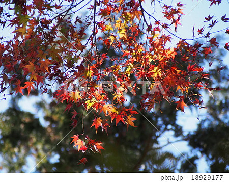 紅葉 紅葉 18929177