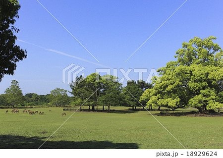 新緑の奈良公園 新緑の奈良公園 18929624