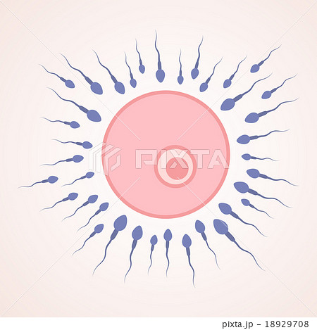 sperm and egg sperm and egg 18929708