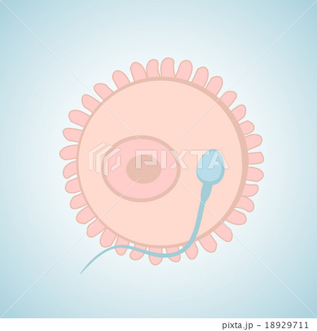 sperm and egg 18929711