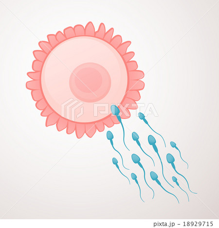 sperm and egg sperm and egg 18929715