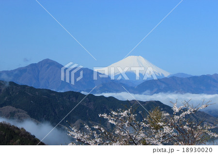 桜の季節の富士山 高尾山頂上展望台よりの写真素材 1300