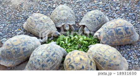 young turtles stand circle and eating salad young turtles stand circle and eating salad 18931630