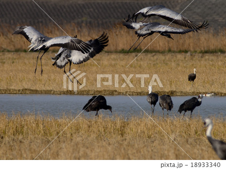 出水市の鶴 18933340