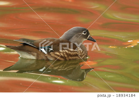 生き物 鳥類 オシドリ、紅葉を映す水面とオシドリ。オスは派手ですがメスは地味でかわいい感じです 生き物 鳥類 オシドリ、紅葉を映す水面とオシドリ。オスは派手ですがメスは地味でかわいい感じです 18934184