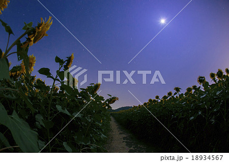 月明かりとひまわりの丘004 月明かりとひまわりの丘004 18934567