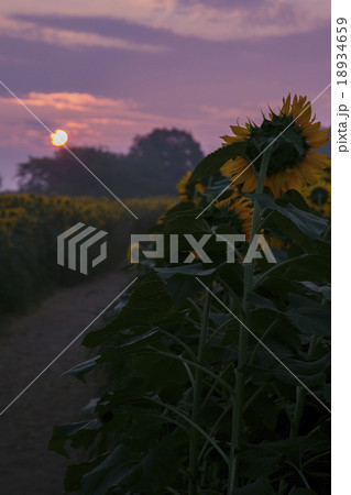 朝焼けとひまわりの丘008 18934659