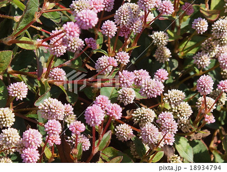 ヒメツルソバ ヒメツルソバ 18934794