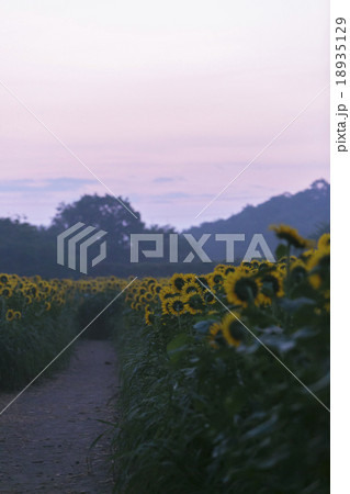 朝日が昇るひまわり畑007 18935129
