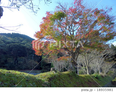 藺牟田池の紅葉 藺牟田池の紅葉 18935981
