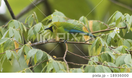 the Leafbird 18936000
