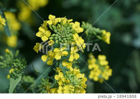 小松菜の花　これも菜の花です。 18941808