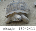 ゾウガメ 18942411