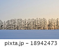 雪原とカラマツ並木 18942473