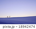 雪原と親子の木 18942474