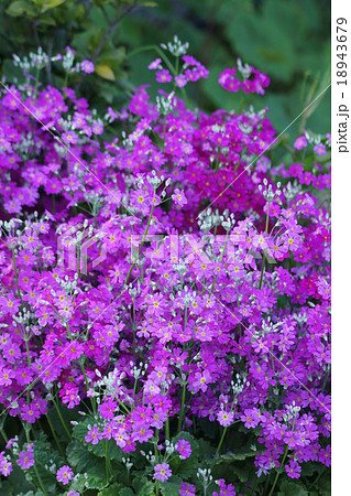 西洋桜草　姫桜と呼ばれることもあります。 18943679