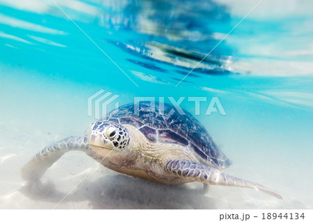 Turtle at Hikkaduwa beach Turtle at Hikkaduwa beach 18944134