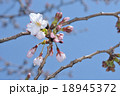 桜の開花 18945372