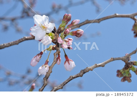 桜の開花 18945372