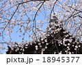 寺と桜 18945377