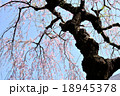 枝垂桜の古木 18945378