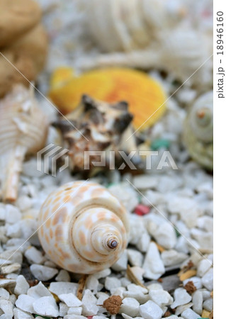 sea shells 18946160