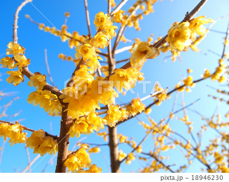 蝋梅の花 蝋梅の花 18946230