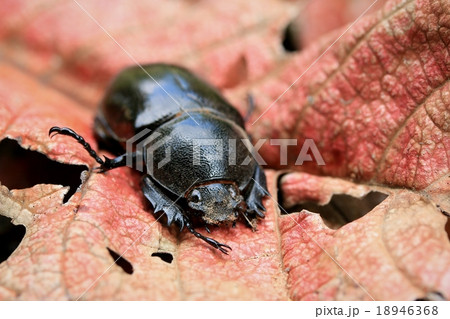 Dung Beetle Dung Beetle 18946368
