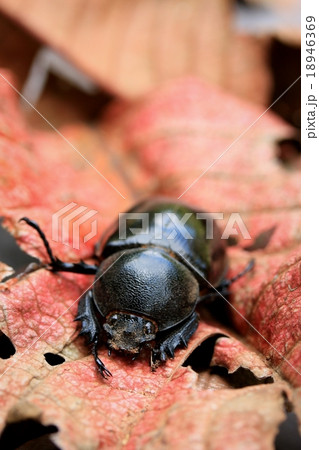 Dung Beetle Dung Beetle 18946369